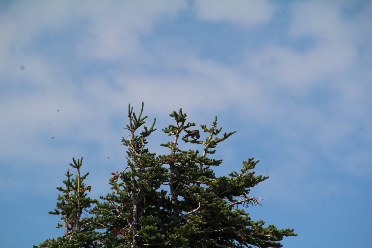 American Kestrel - ML621985020