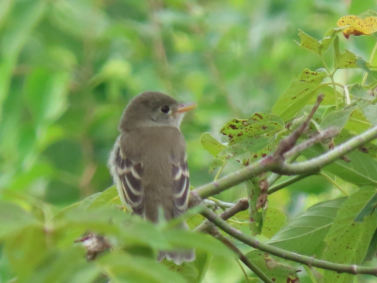 Empidonax sp. - ML621985066