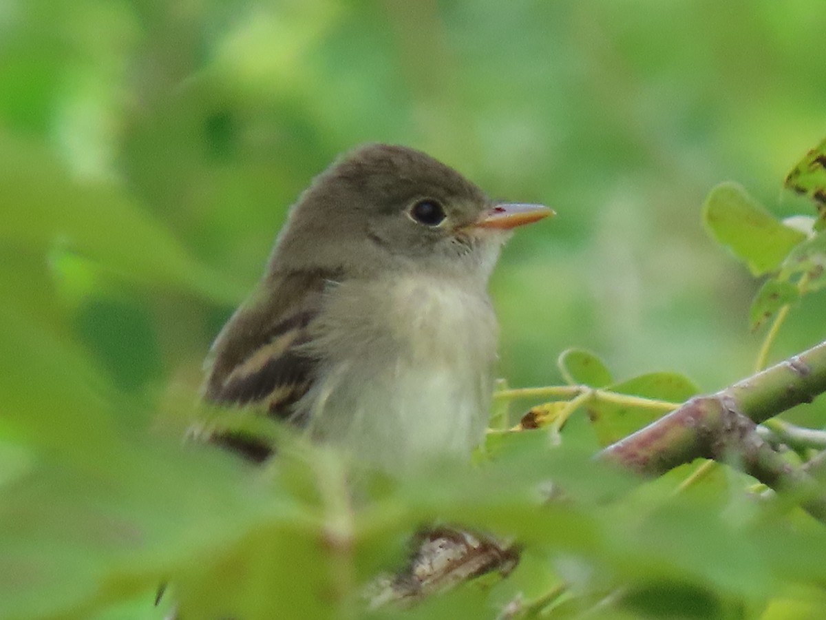 Empidonax sp. - ML621985067