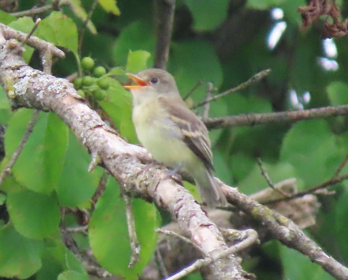 Empidonax sp. - Alan Boyd