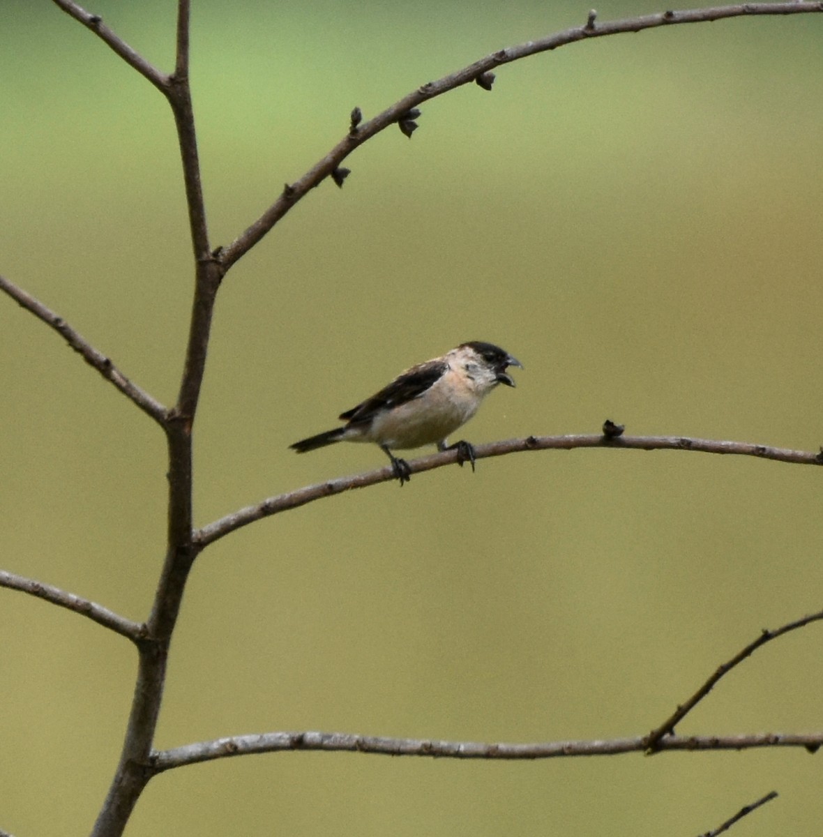 Pearly-bellied Seedeater - ML621985194