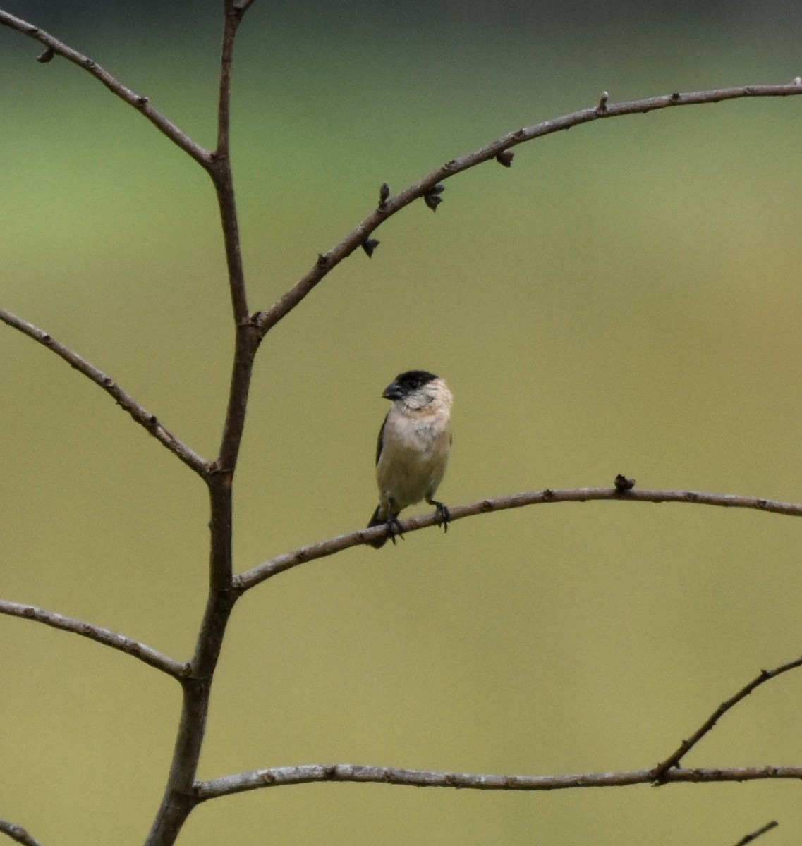 Pearly-bellied Seedeater - ML621985195