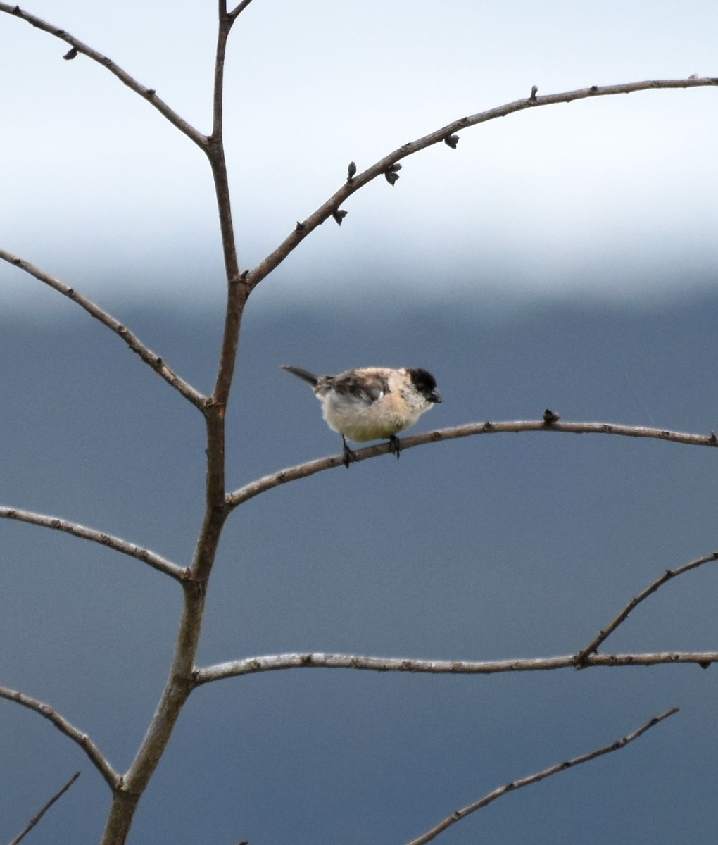 Pearly-bellied Seedeater - Giusepe Donato