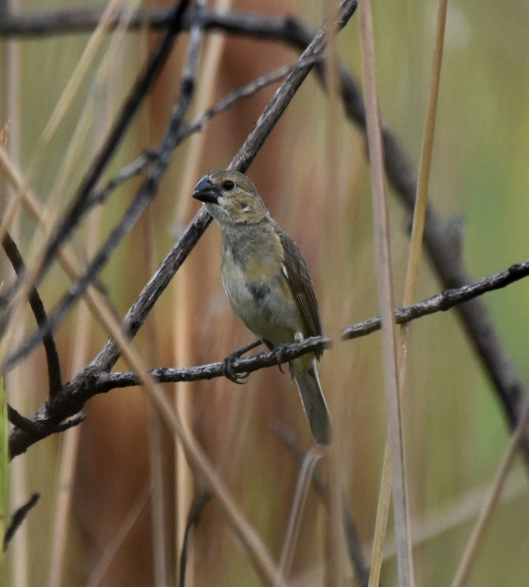 Pearly-bellied Seedeater - ML621985197