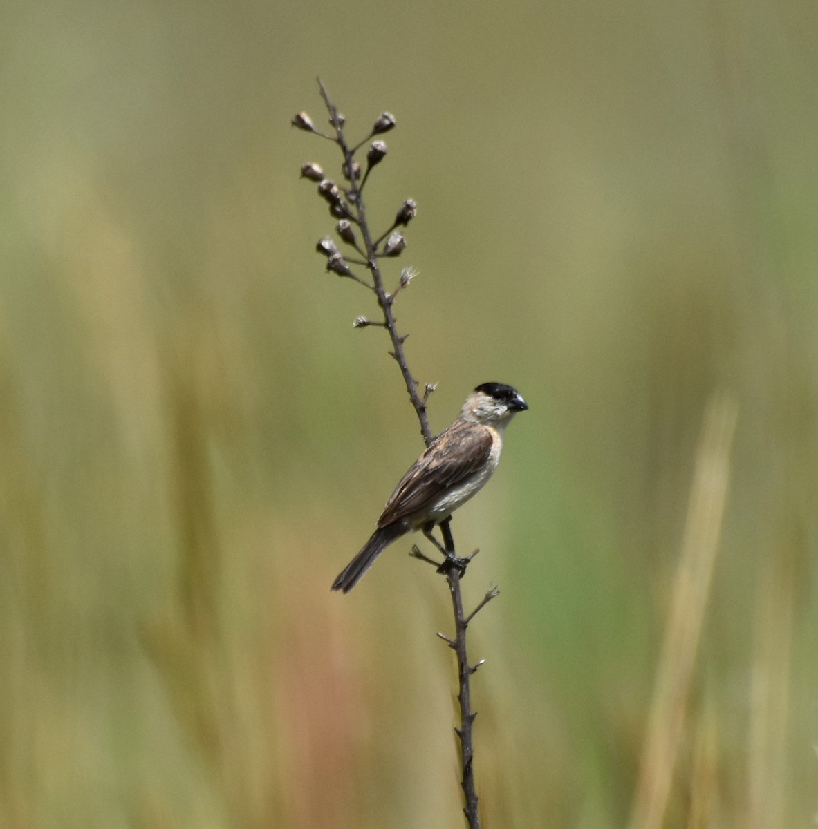 Pearly-bellied Seedeater - ML621985198