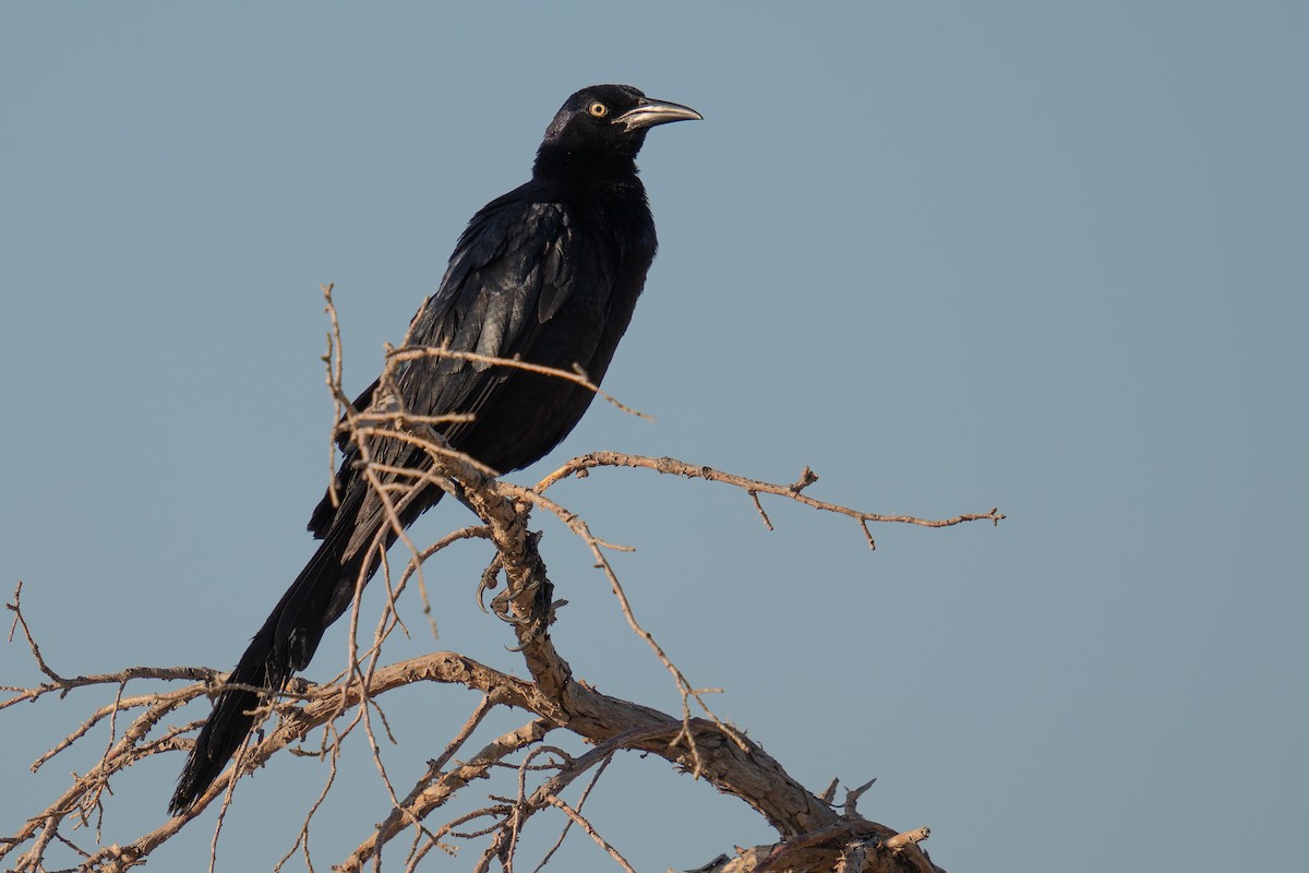 Great-tailed Grackle - ML621985256