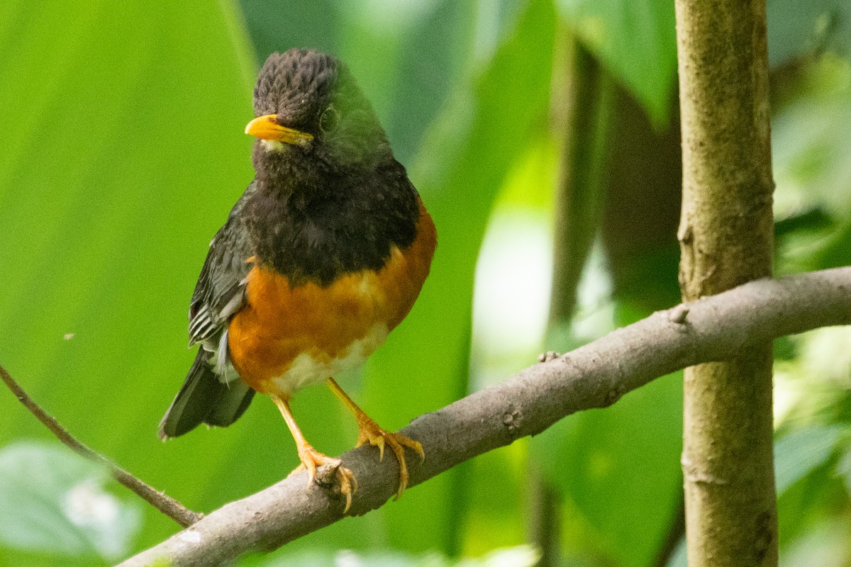 Black-breasted Thrush - ML621985284