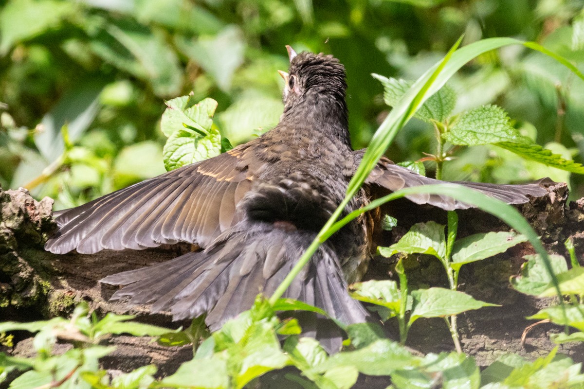 Black-breasted Thrush - ML621985286