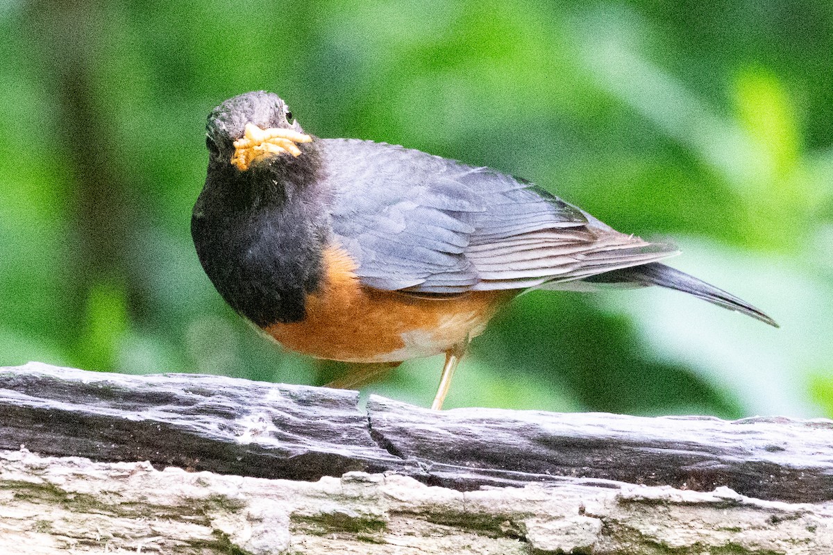 Black-breasted Thrush - ML621985298