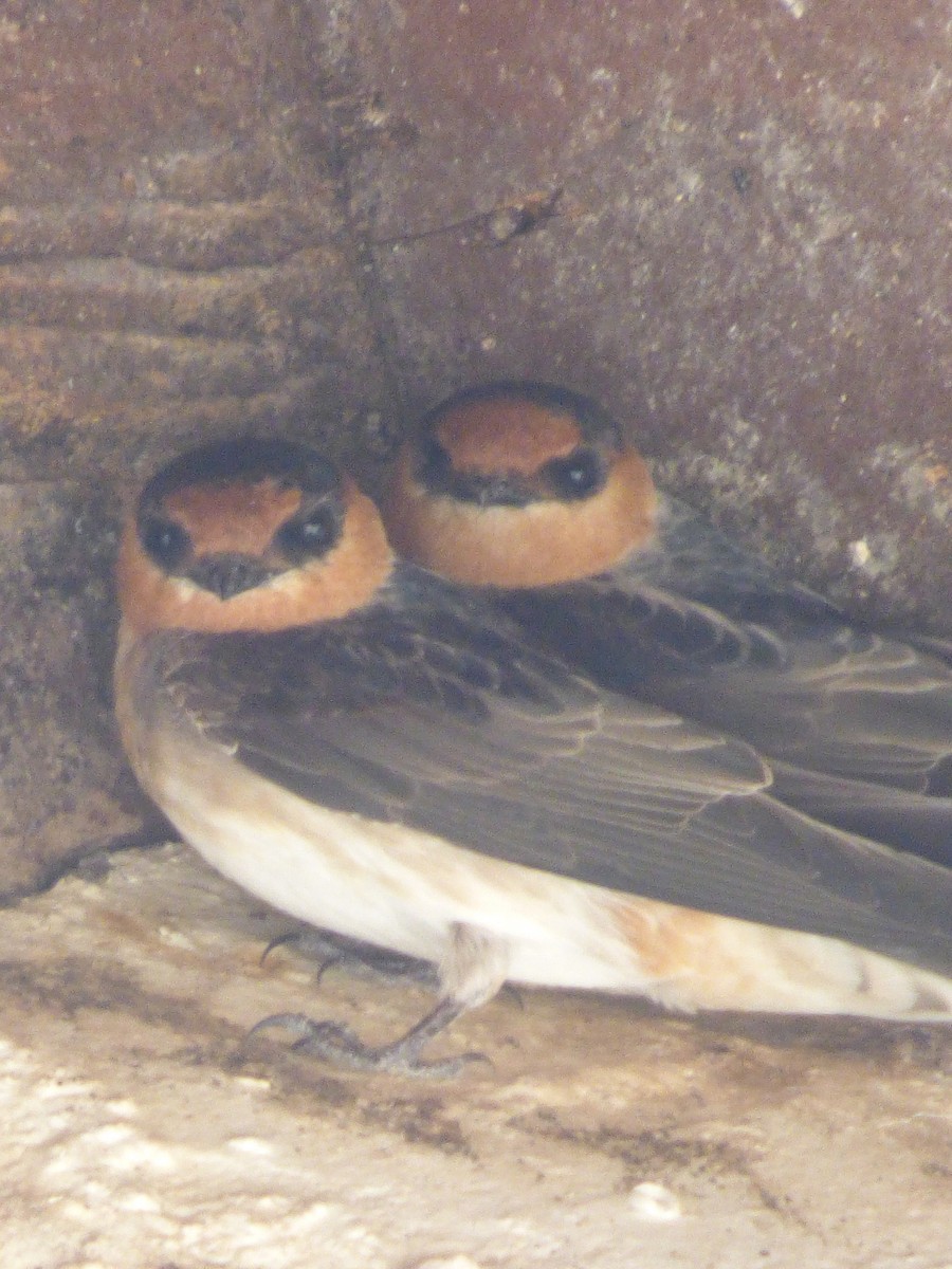 Cave Swallow (Texas) - ML621985307