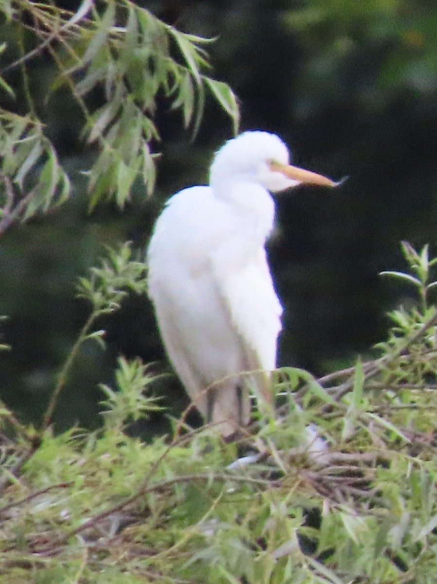 Western Cattle Egret - Peter Colasanti