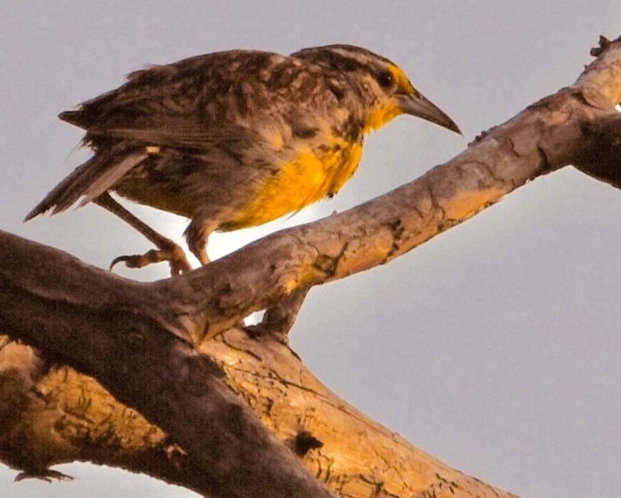 Eastern Meadowlark - ML621985423