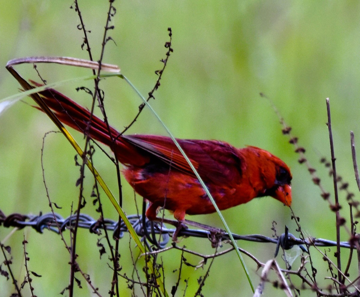 Northern Cardinal - Jason C. Martin