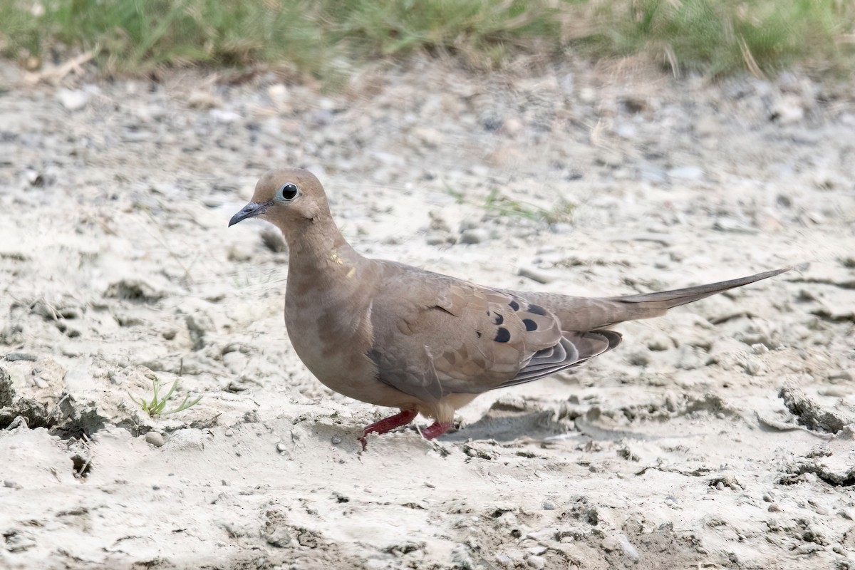 Mourning Dove - ML621985460