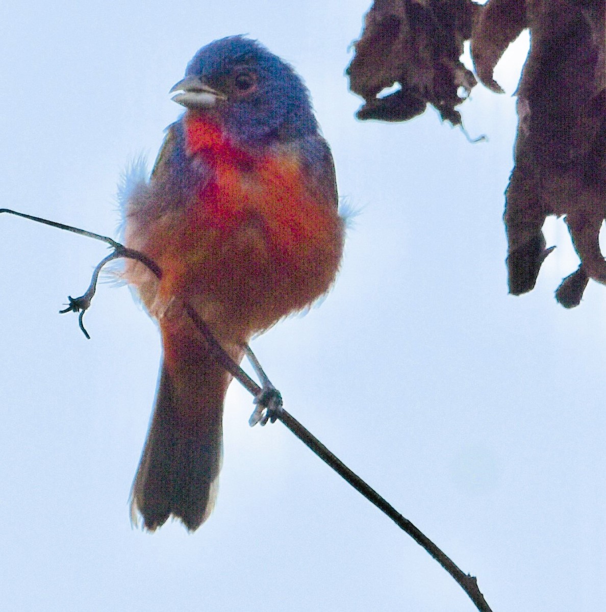 Painted Bunting - ML621985466