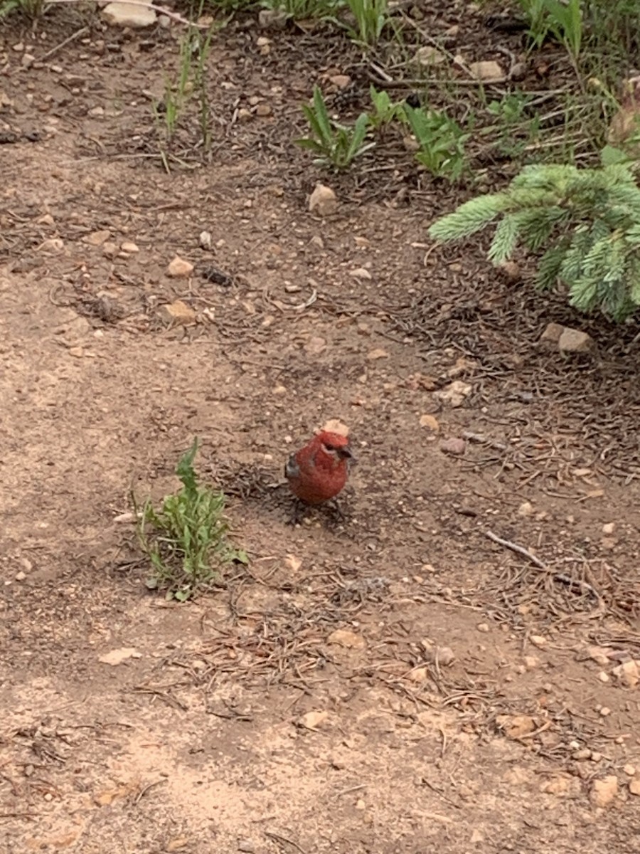 Pine Grosbeak - ML621985478