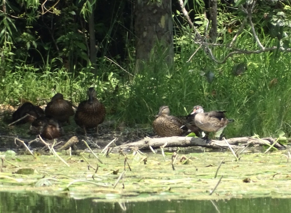 Wood Duck - ML621985535