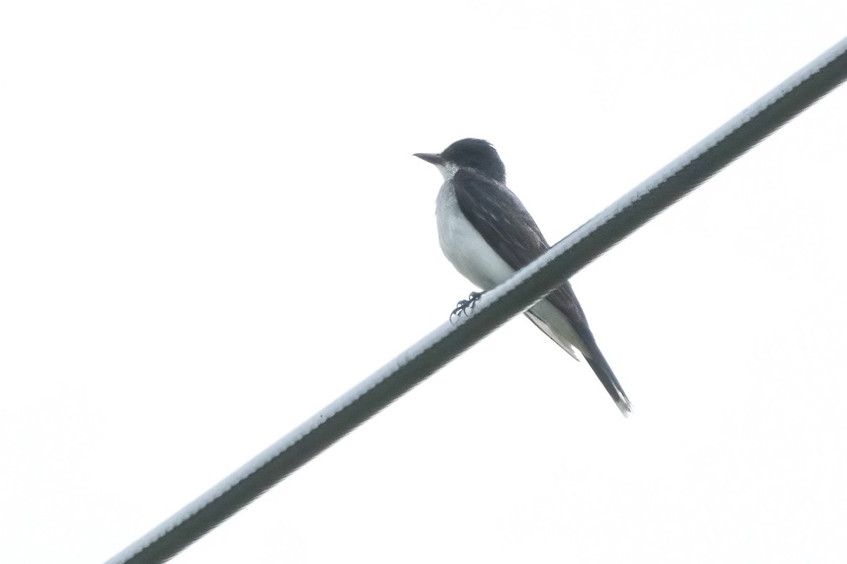 Eastern Kingbird - ML621985545