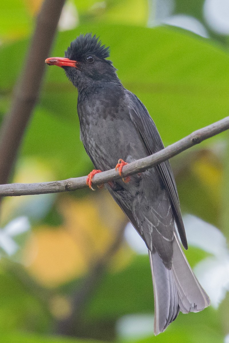 Black Bulbul (Black) - ML621985553