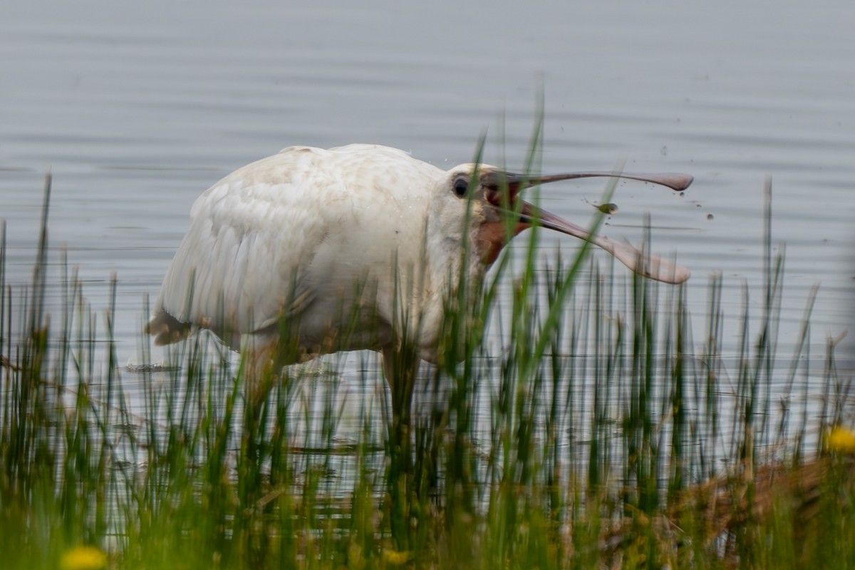 Eurasian Spoonbill - Cyril Duran