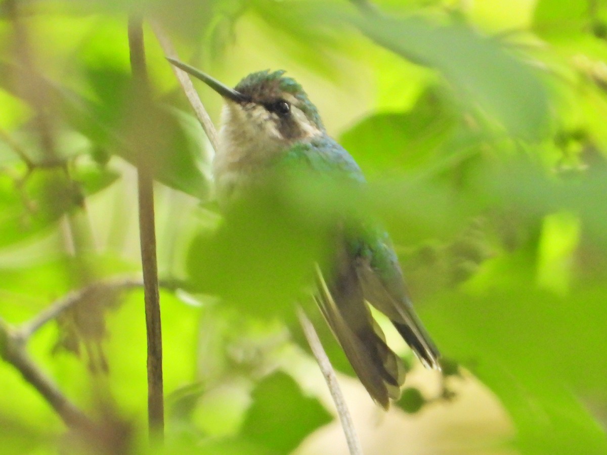 Green-tailed Emerald - Ramon Mena