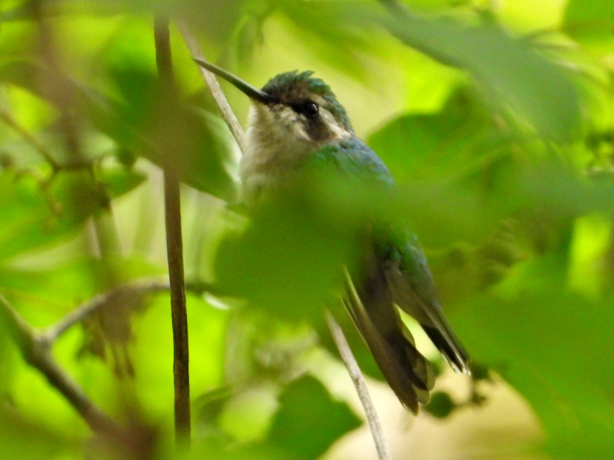 Green-tailed Emerald - ML621985663