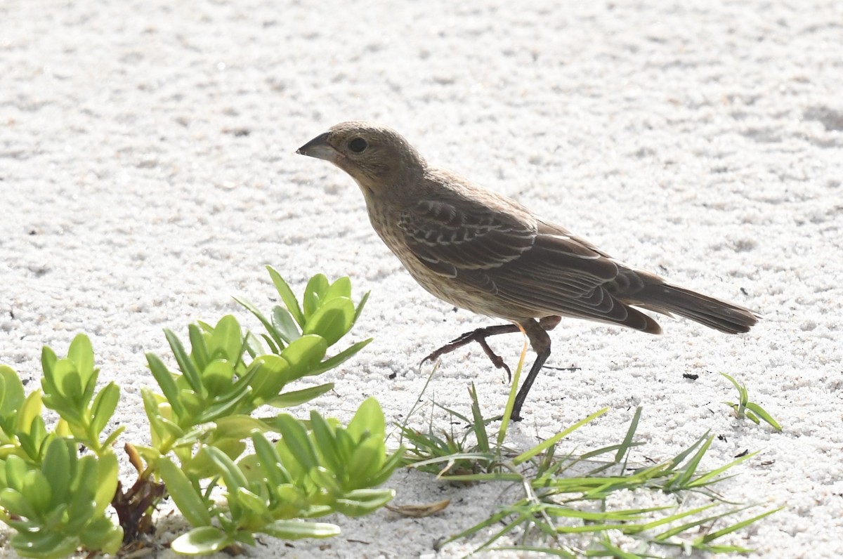 Brown-headed Cowbird - ML621985742