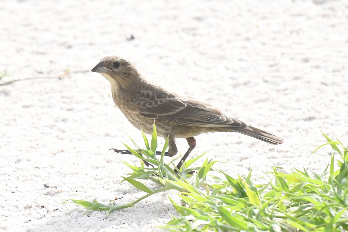 Brown-headed Cowbird - ML621985743