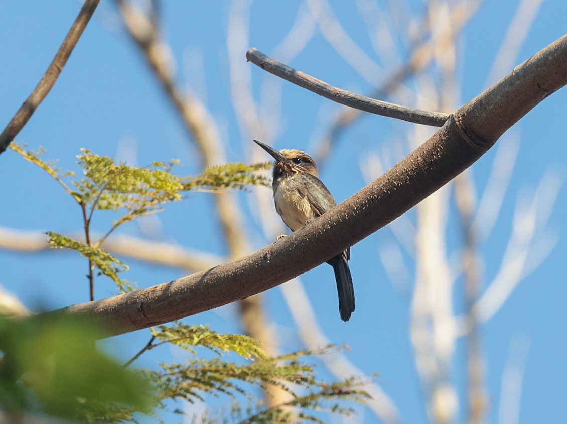 Three-toed Jacamar - ML621985833