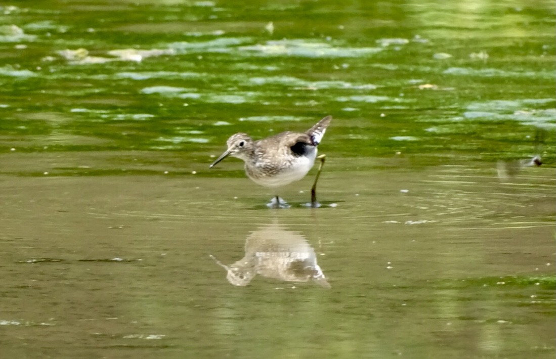 Solitary Sandpiper - ML621985858