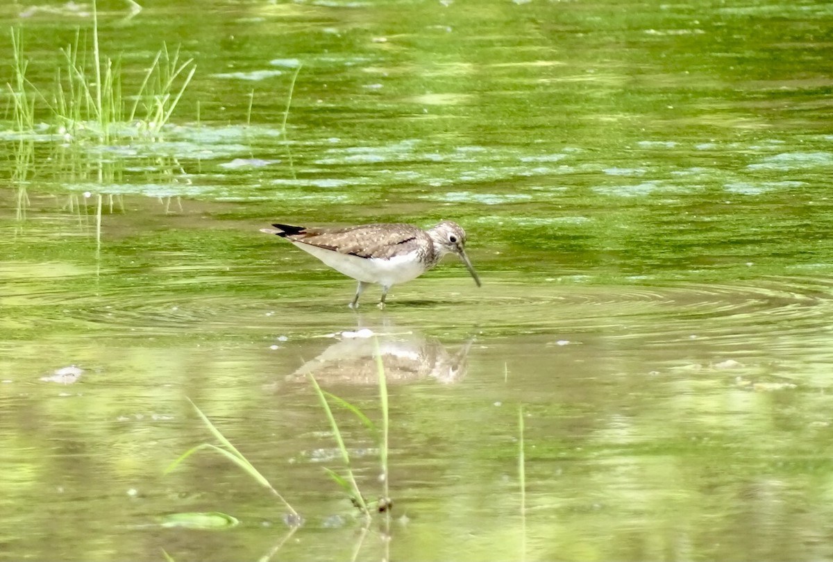 Solitary Sandpiper - ML621985859