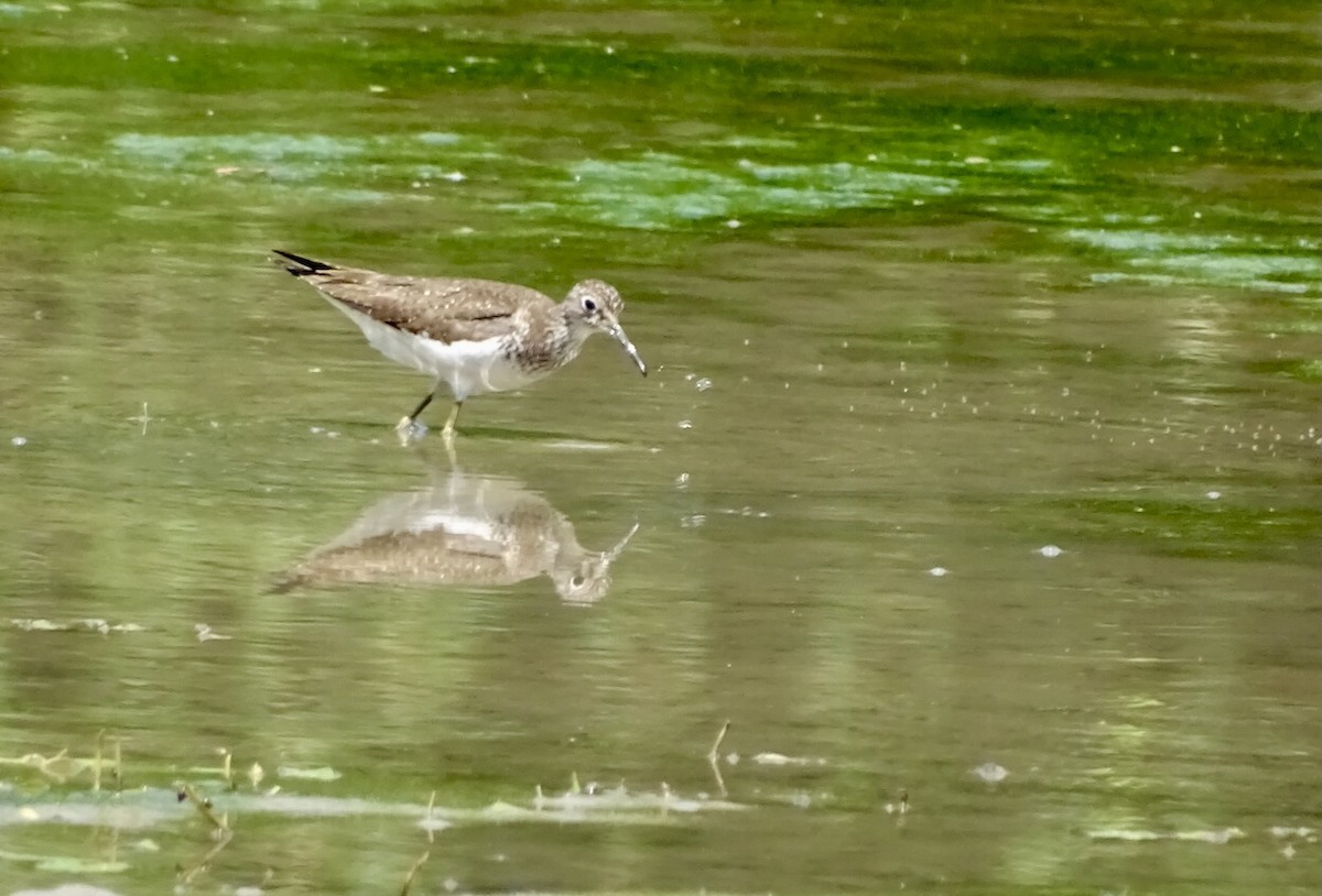 Solitary Sandpiper - ML621985860