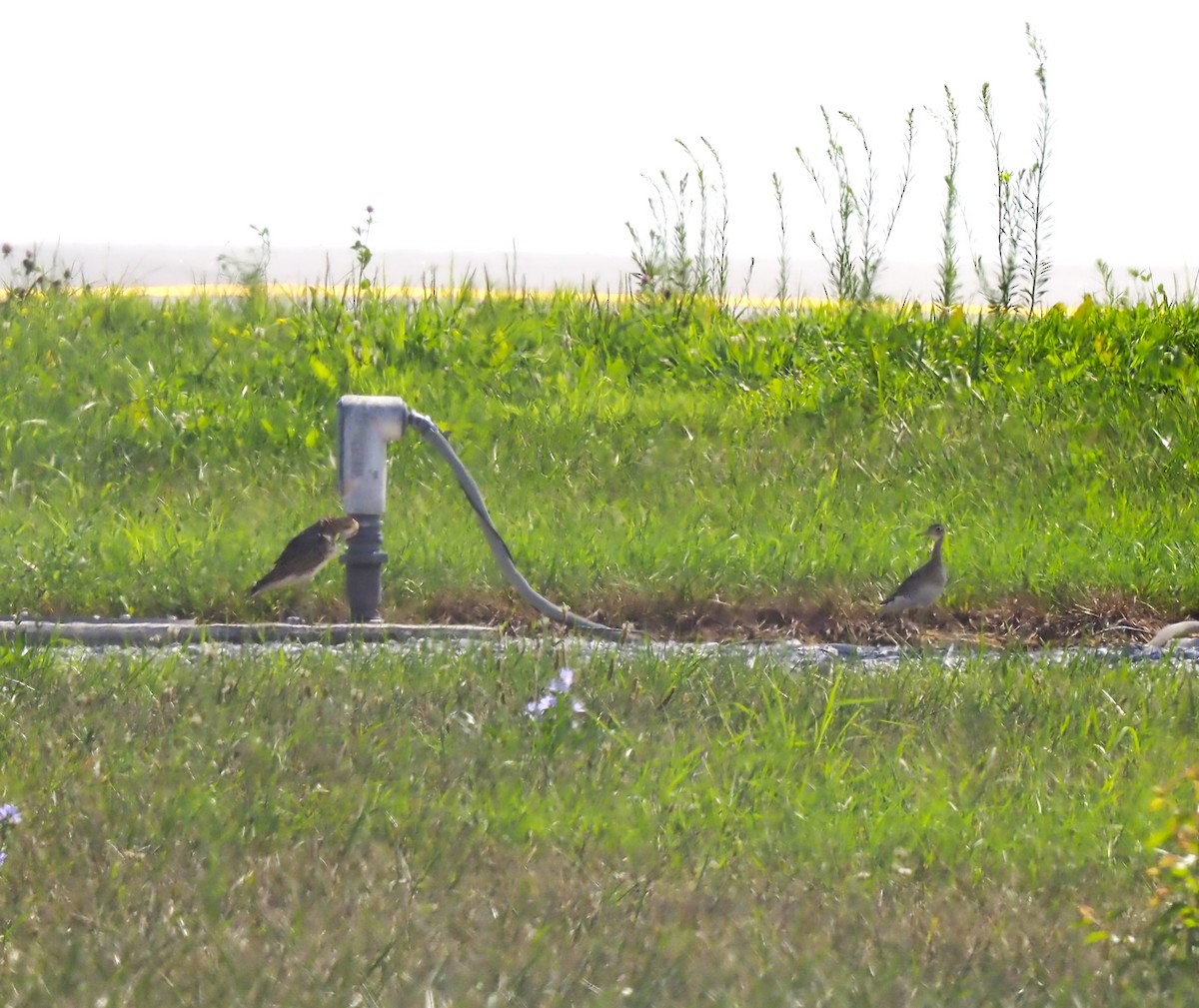 Upland Sandpiper - ML621985861