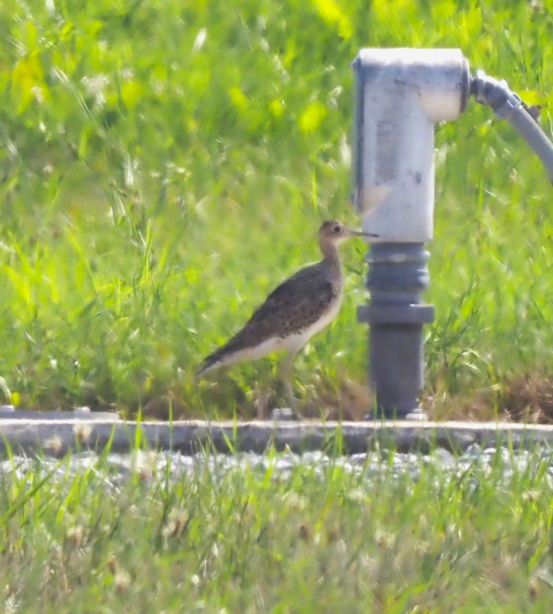 Upland Sandpiper - ML621985862