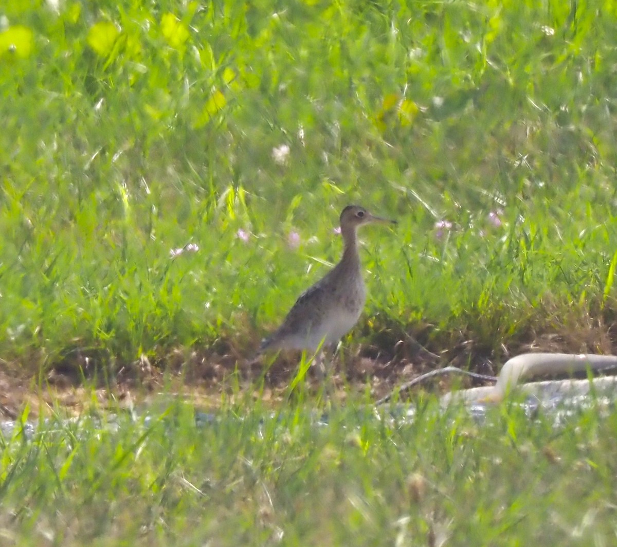 Upland Sandpiper - ML621985866