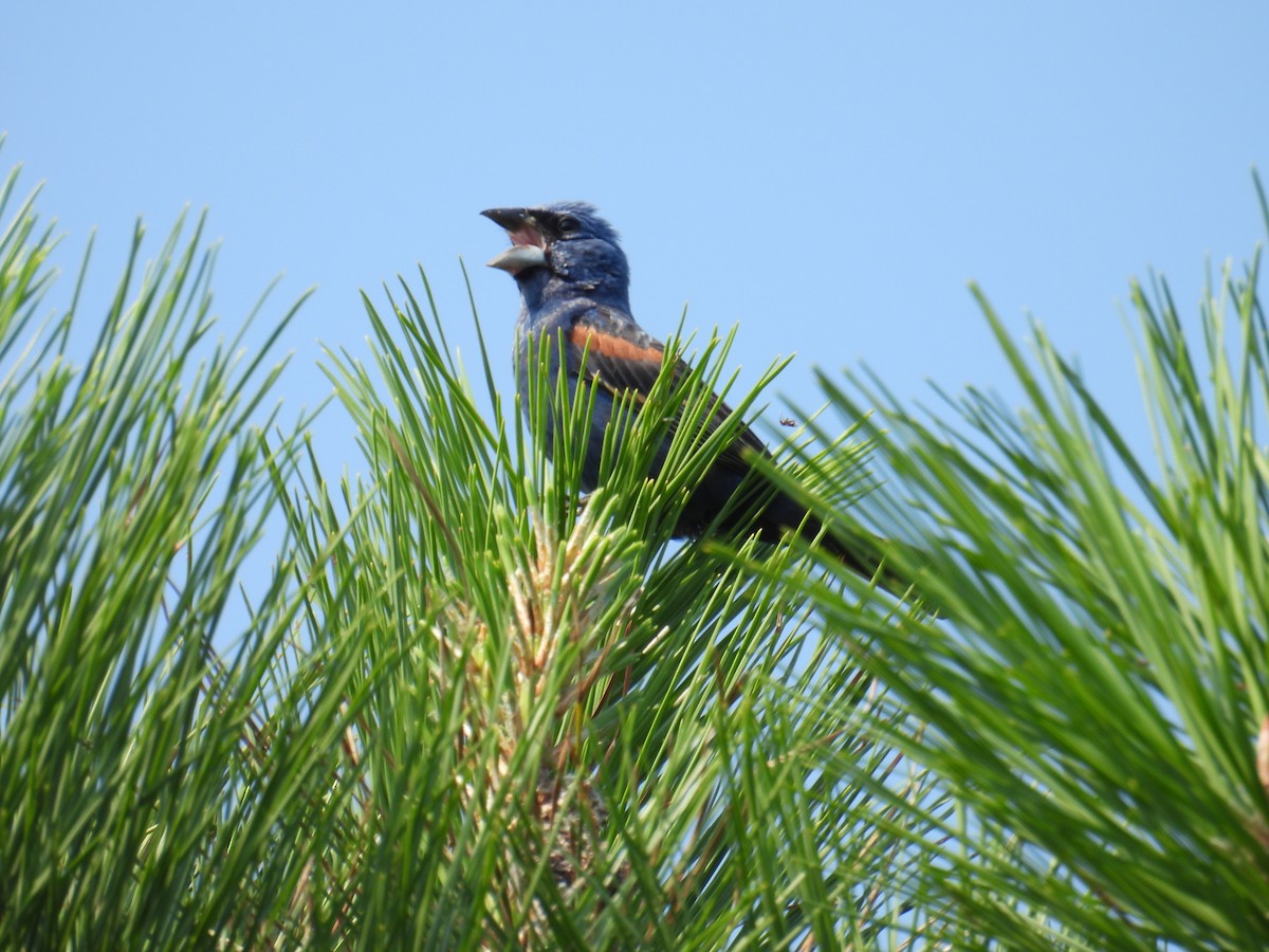 Blue Grosbeak - ML621985925