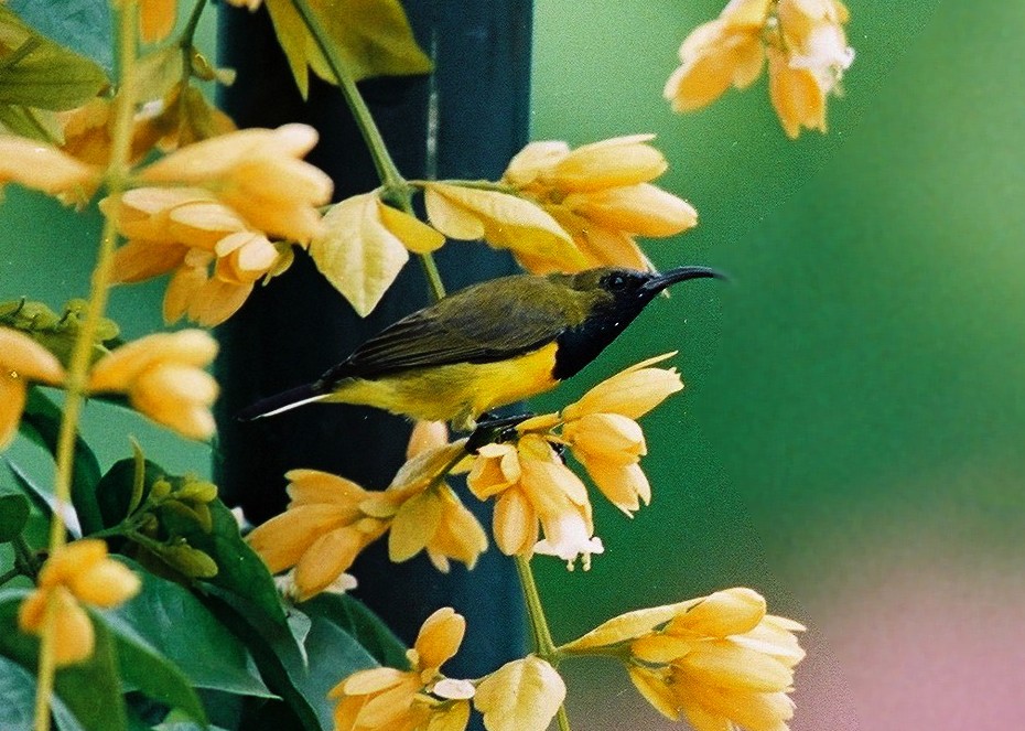 Ornate Sunbird - ML621986021