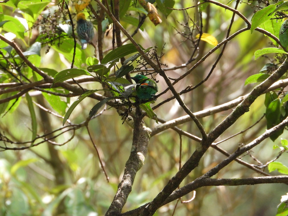 Orange-eared Tanager - ML621986193