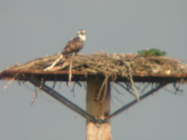 Osprey - Langis Sirois