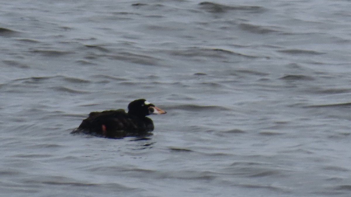 Surf Scoter - Richard Fleming