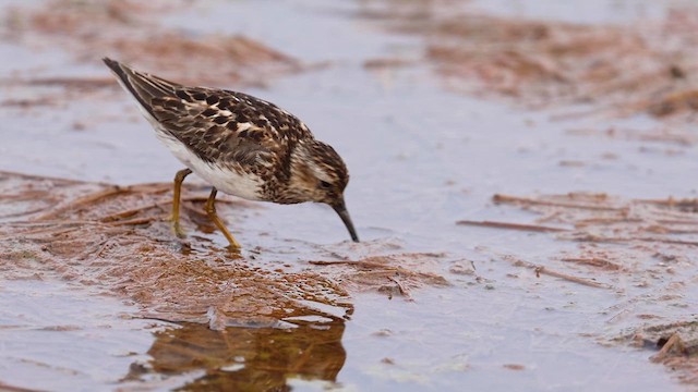 Least Sandpiper - ML621986392