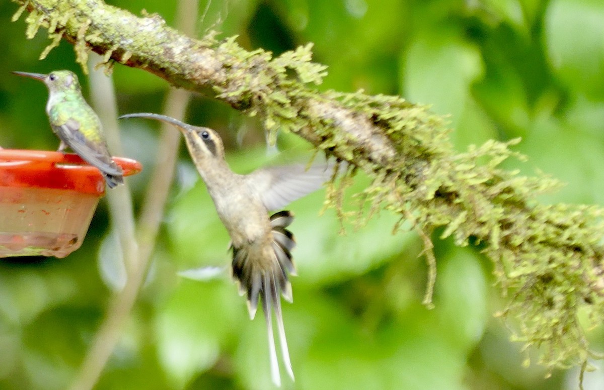 Long-billed Hermit (Central American) - ML621986458