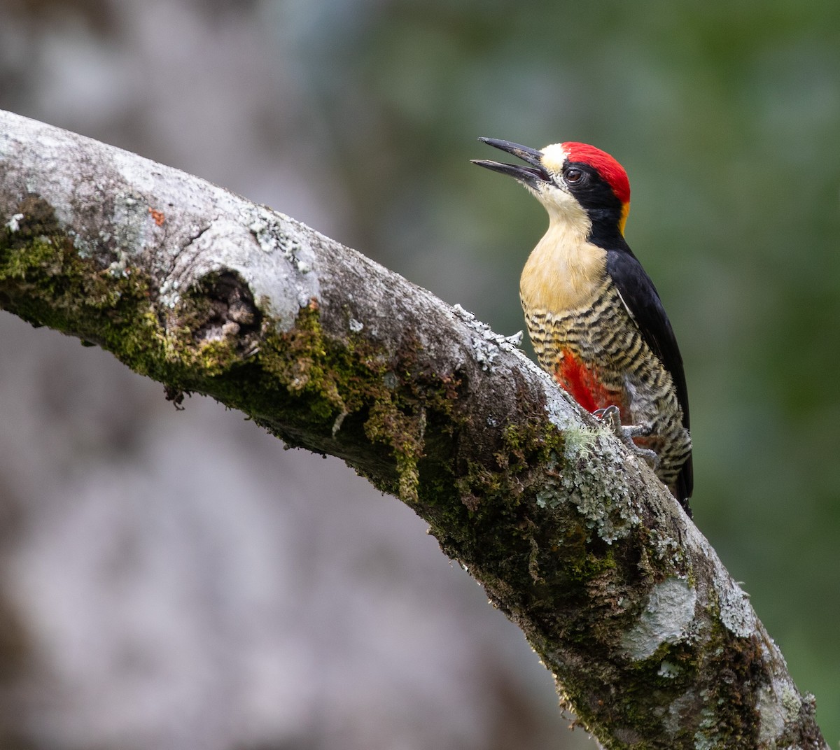 Beautiful Woodpecker - ML621986490