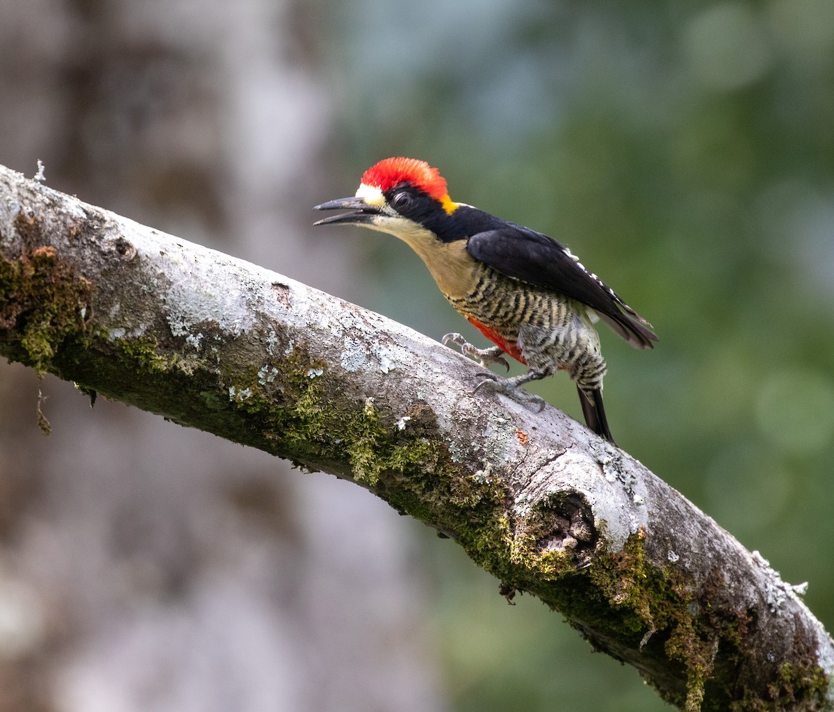 Beautiful Woodpecker - ML621986494