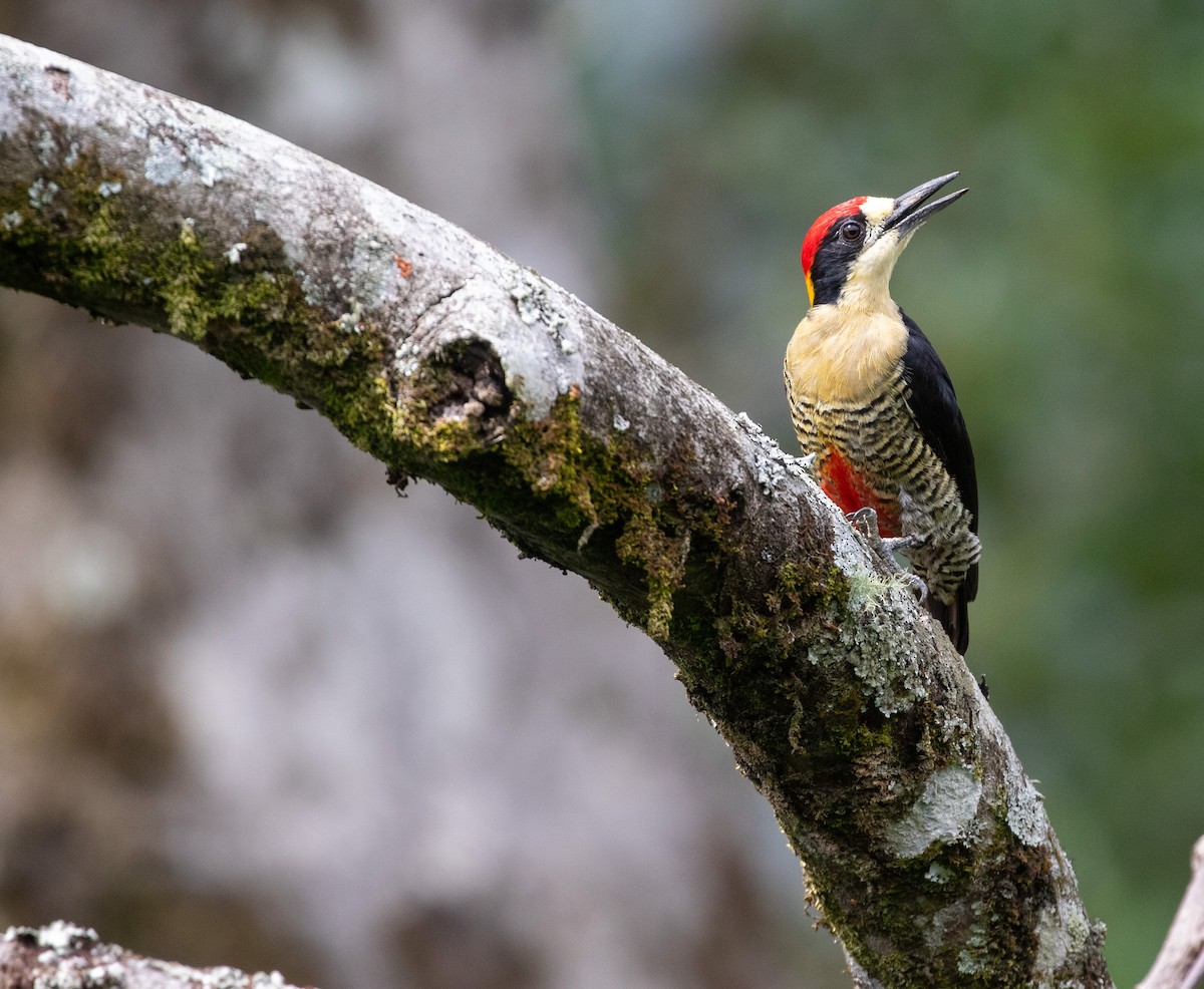 Beautiful Woodpecker - ML621986500