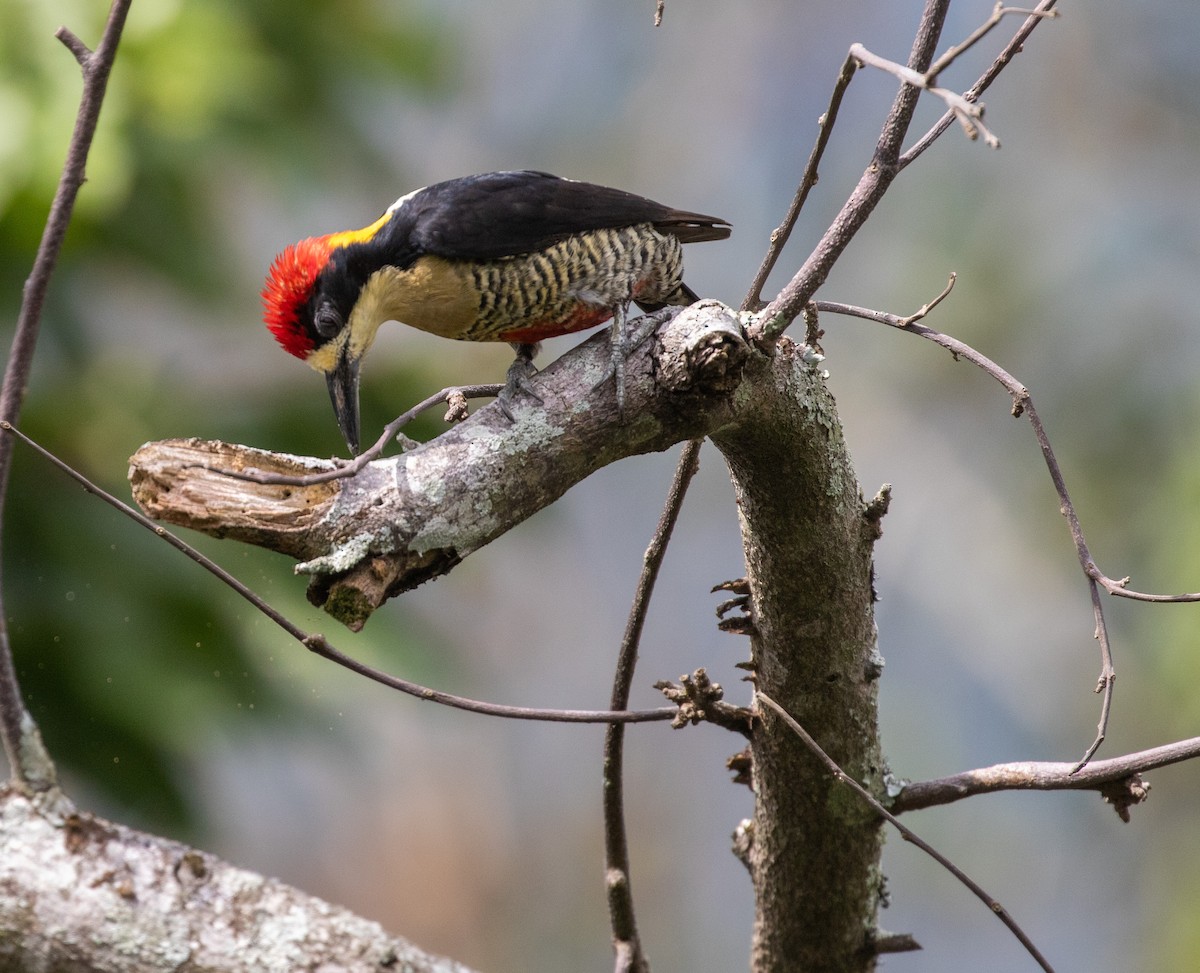 Beautiful Woodpecker - ML621986508