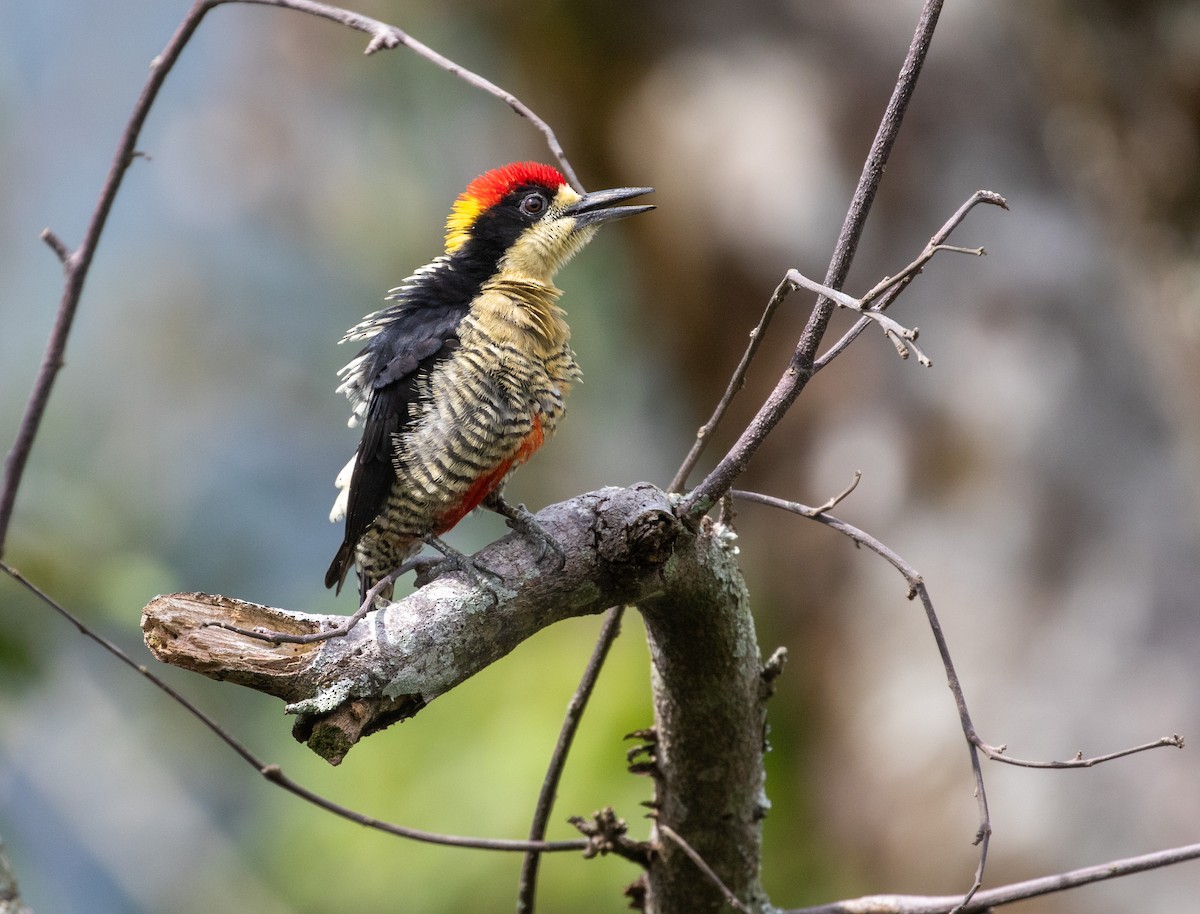 Beautiful Woodpecker - ML621986517