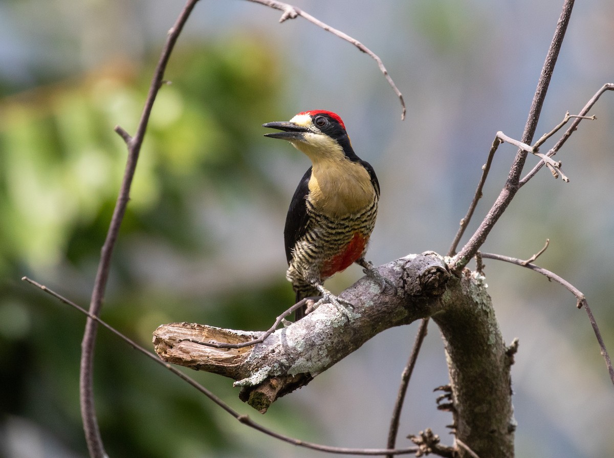 Beautiful Woodpecker - ML621986557