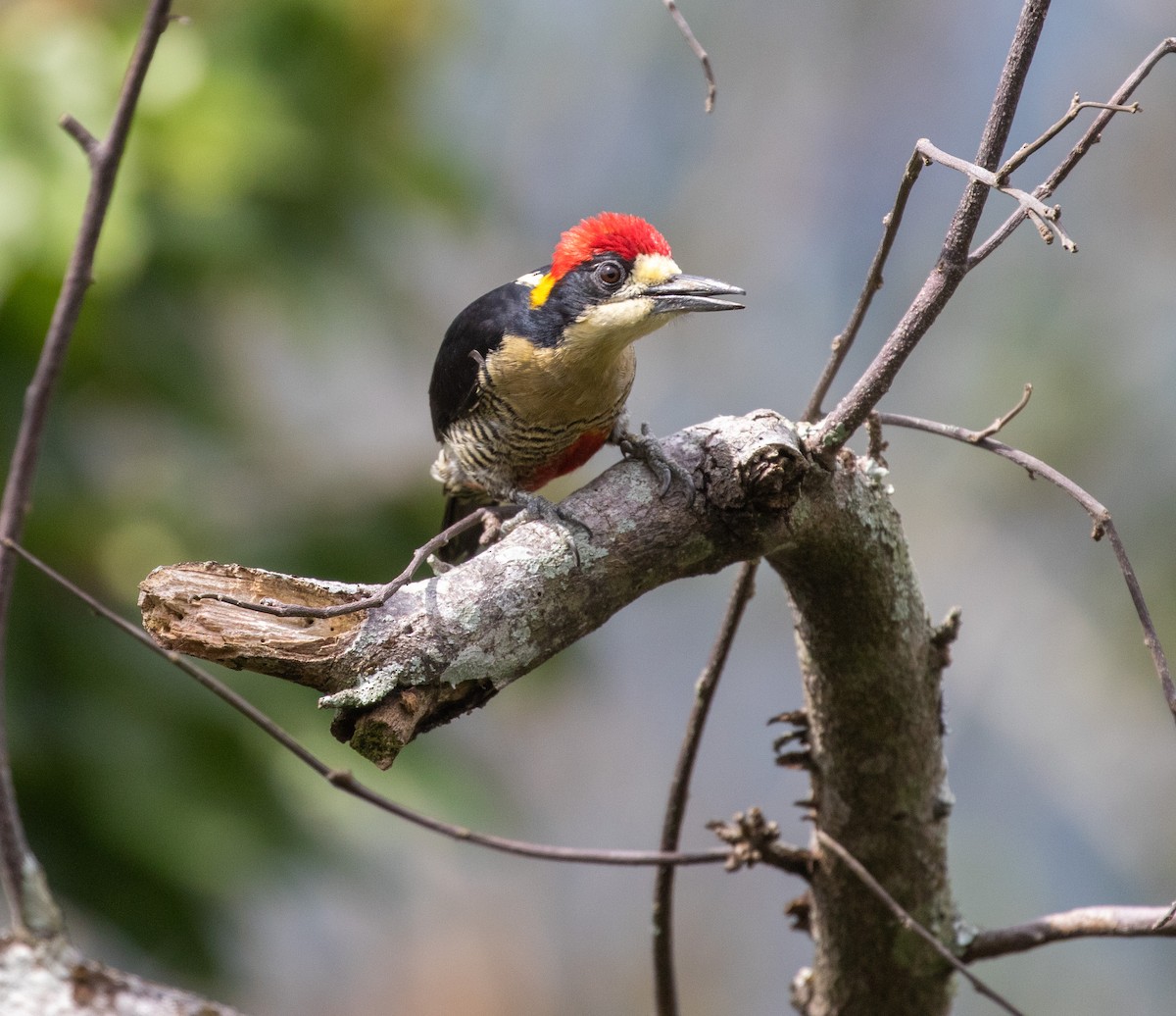 Beautiful Woodpecker - ML621986574