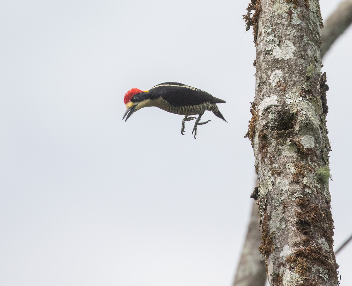 Beautiful Woodpecker - ML621986598